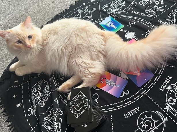 “我的猫和我一样有通灵能力——我们预计2025年王室成员将怀孕。”