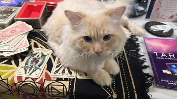 “我的猫和我一样有通灵能力——我们预计2025年王室成员将怀孕。”