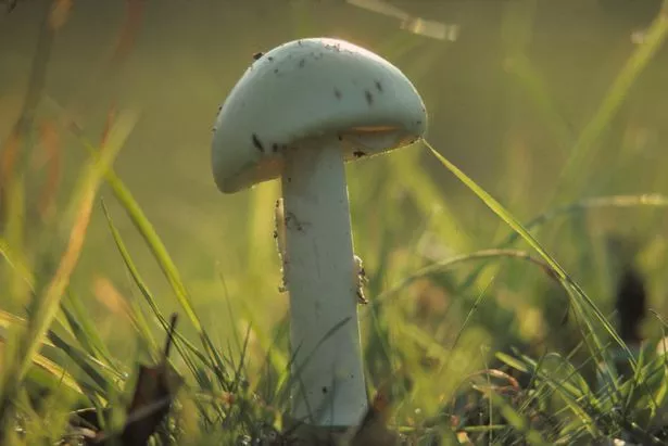 “我发现世界上最致命的蘑菇生长在英国,只要一点点就能杀死你。”